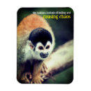 Recherche de singe magnets Animal