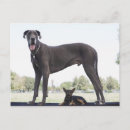 Recherche de grand chien cartes postales Échelle