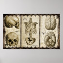 Recherche de anatomie art Cerveau