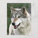 Recherche de photo de loup cartes postales Sauvage