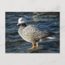 Recherche de oiseau migrateur cartes postales Alaska