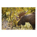 Recherche de orignaux taureau posters Faune