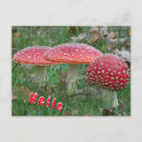 Recherche de fly cartes postales Toute personne