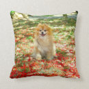 Recherche de pomeranian coussins Animaux familiers