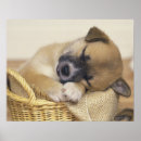 Recherche de comportement de chien posters Dormir
