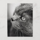 Recherche de portraits cartes postales Chats
