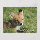 Recherche de fox cartes postales Sauvage