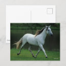 Recherche de stallion Gris