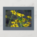 Recherche de fleur sauvage jaune cartes postales Pour tous