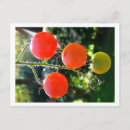 Recherche de tomatoe cartes postales Jardin