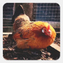 Recherche de poulet orange autocollants Ferme