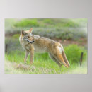 Recherche de coyote photographie Sauvage