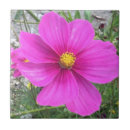Recherche de cosmos carreaux Fleurs