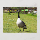 Recherche de oies sauvages cartes postales Faune