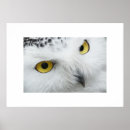 Recherche de hiboux posters Maison