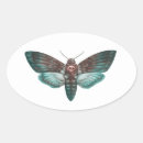 Recherche de tête de mort Insecte