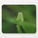 Recherche de sauterelles tapis souris Vert