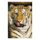 Recherche de moustache posters Animal
