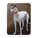 Recherche de lévriers magnets Chiot