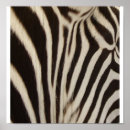 Recherche de copie de zèbre posters Blanc