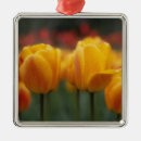 Recherche de tulipe hollande ornements Pays bas