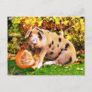 Recherche de porc mignon cartes postales Nature