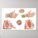 Recherche de sanguin art Physiologie