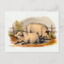 Recherche de sangliers cartes postales Illustration