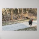 Recherche de dinde sauvage posters Photographie