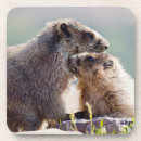 Recherche de marmottes dessous de verres Faune