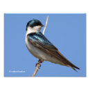 Recherche de oiseaux chanteurs posters Photographie de la nature
