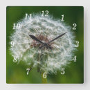 Recherche de mauvaise herbe horloges Dandelion