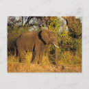 Recherche de habitat de faune Éléphant d'afrique