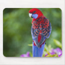 Recherche de contexte tapis souris Oiseau