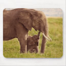 Recherche de éléphant bébé tapis souris Mère