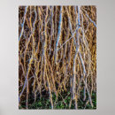 Recherche de arbre avec racines posters Racine de l'arbre