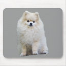 Recherche de chien pomeranian tapis souris Chiot