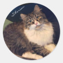 Recherche de sibérien autocollants Chats sibériens