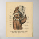 Recherche de vintage allemande art Anatomie