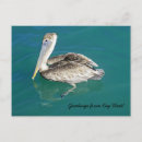 Recherche de oiseaux mexique cartes postales Golfe du mexique