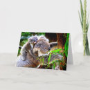 Recherche de ours koala bébé vœux cartes Animal