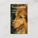 Recherche de colley cartes visite Animal familier
