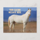 Recherche de étalon blanc cartes postales Cheval