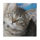 Recherche de famille de chat carreaux Animal