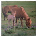 Recherche de cheval 15x15 carreaux Sauvage