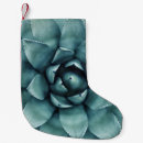 Recherche de plantes chaussette de noël Cactus