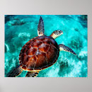 Recherche de sea turtle posters Coastal