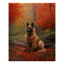 Recherche de berger belge posters Chien