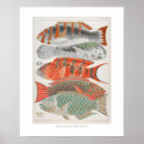 Recherche de la grande barrière de corail posters Océan