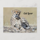 Recherche de masai mara cartes postales Chat